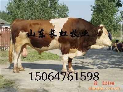 Ӧţֳ ţ