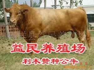 ţţ ӽţƷ 