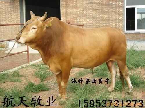 ţ³ţţ