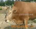 300ţ----------Ч