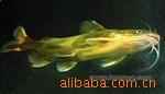 Ӧ
