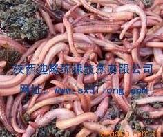 ӦֳӼ(