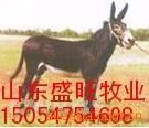 Ӧ¿/ũ崴ҵ¸