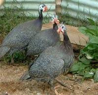 鼦ԭ