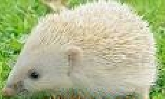 Ӧ