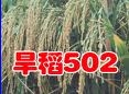 ߲ 502