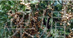 Բ