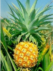 岤
