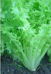 ݫ