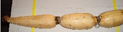 ڱź 
