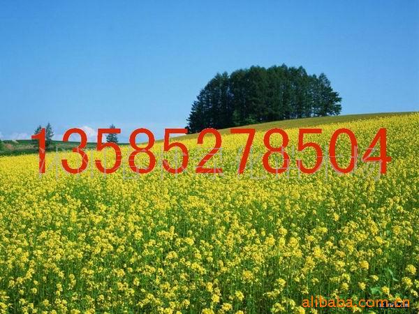 Ӧۻ-Ͳˡ
