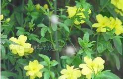 ӭ