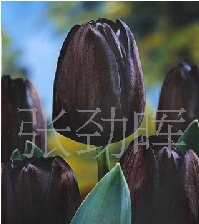 ɫ