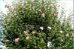 ľ 