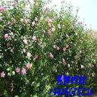  ҶľȲƺӻľ