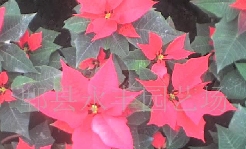 ĴһƷ