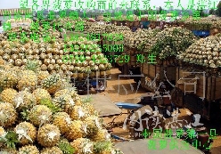 粤