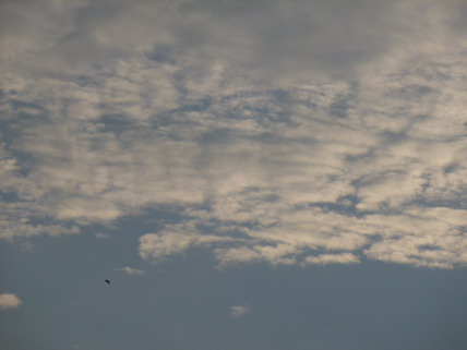 P1080466.jpg