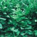 --