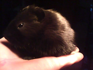 Ʒ